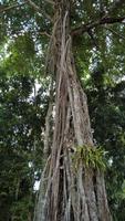 Preah Khan-Tempel