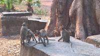 Angkor Wat