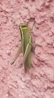 Besucher an der Hauswand &ndash; &copy; Astrid Janke (Eberhardt TRAVEL)