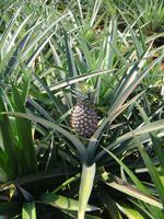 Ananasplantage &ndash; &copy; Astrid Janke (Eberhardt TRAVEL)
