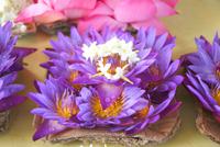 Lotusblüten &ndash; &copy; Susanne Schirmann (Eberhardt TRAVEL)