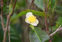 Teeblüte &ndash; &copy; Susanne Schirmann (Eberhardt TRAVEL)