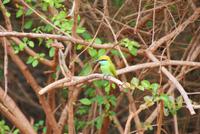Der Bienenfresser...im Yala Park &ndash; &copy; Susanne Schirmann (Eberhardt TRAVEL)