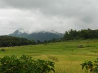 Reisfeld &ndash; &copy; Sandra Winkler (Eberhardt TRAVEL)