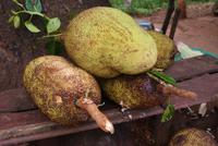 Jackfrucht &ndash; &copy; Susanne Schirmann (Eberhardt TRAVEL)