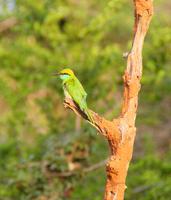 Bienenfresser im Yala Park &ndash; &copy; Susanne Schirmann (Eberhardt TRAVEL)