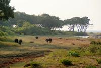 im Yala Park &ndash; &copy; Susanne Schirmann (Eberhardt TRAVEL)