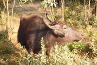 im Yala Park &ndash; &copy; Susanne Schirmann (Eberhardt TRAVEL)