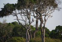 im Yala Park &ndash; &copy; Susanne Schirmann (Eberhardt TRAVEL)