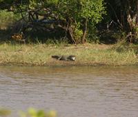 Krokodil im Yala Nationalpar &ndash; &copy; Susanne Schirmann (Eberhardt TRAVEL)