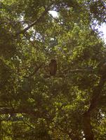 Uhu im Yala Park &ndash; &copy; Susanne Schirmann (Eberhardt TRAVEL)