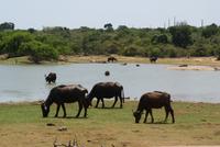im Yala Park &ndash; &copy; Susanne Schirmann (Eberhardt TRAVEL)