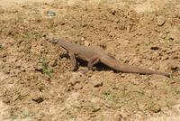 Waran im Yala Park &ndash; &copy; Susanne Schirmann (Eberhardt TRAVEL)