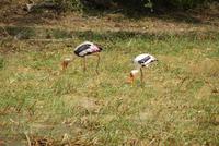 Yala Park &ndash; &copy; Susanne Schirmann (Eberhardt TRAVEL)