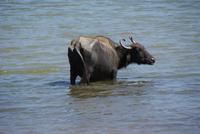 Büffel im Yala Park &ndash; &copy; Susanne Schirmann (Eberhardt TRAVEL)