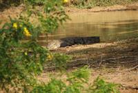 Krokodil im Yala Nationalpark &ndash; &copy; Susanne Schirmann (Eberhardt TRAVEL)