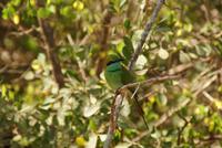 Bienenfresser im Yala Park &ndash; &copy; Susanne Schirmann (Eberhardt TRAVEL)