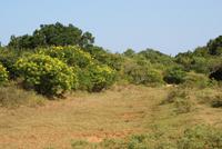 Yala Park &ndash; &copy; Susanne Schirmann (Eberhardt TRAVEL)