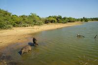 Morgenstimmung Cinnamon Wild Yala Park &ndash; &copy; Susanne Schirmann (Eberhardt TRAVEL)