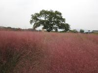 Südkorea &ndash; &copy; Sabine Letzybyll (Eberhardt TRAVEL)