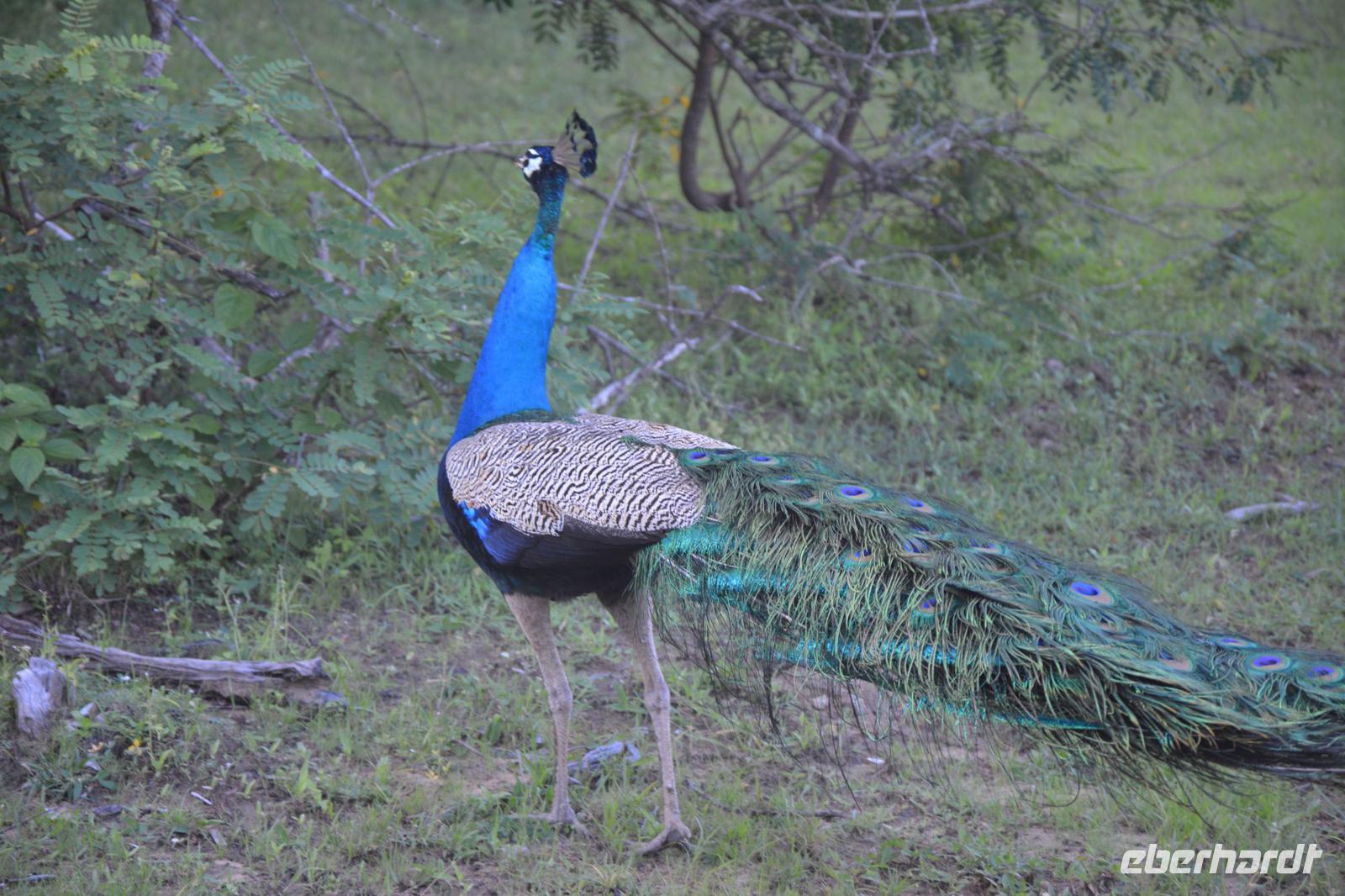 368 Pfau im Yala Nationalpark &ndash; &copy; Maria Schneider (Eberhardt TRAVEL)
