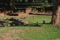 47 Löwenfelsen Sigiriya &ndash; &copy; Maria Schneider (Eberhardt TRAVEL)