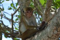 72 Affe &ndash; &copy; Maria Schneider (Eberhardt TRAVEL)