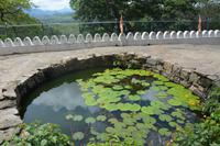 88 Lotusblumen Dambulla &ndash; &copy; Maria Schneider (Eberhardt TRAVEL)