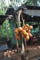 105 Kokosnüsse &ndash; &copy; Maria Schneider (Eberhardt TRAVEL)
