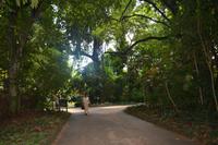 140 Botanischer Garten Peradeniya &ndash; &copy; Maria Schneider (Eberhardt TRAVEL)