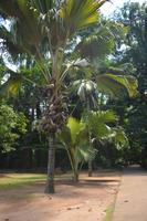 141 Botanischer Garten Peradeniya &ndash; &copy; Maria Schneider (Eberhardt TRAVEL)