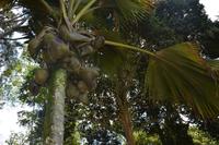 143 Botanischer Garten Peradeniya &ndash; &copy; Maria Schneider (Eberhardt TRAVEL)