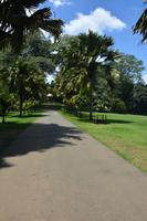 144 Botanischer Garten Peradeniya &ndash; &copy; Maria Schneider (Eberhardt TRAVEL)
