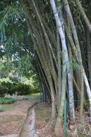 145 Botanischer Garten Peradeniya &ndash; &copy; Maria Schneider (Eberhardt TRAVEL)