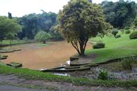 147 Botanischer Garten Peradeniya &ndash; &copy; Maria Schneider (Eberhardt TRAVEL)