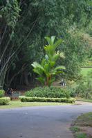 149 Botanischer Garten Peradeniya &ndash; &copy; Maria Schneider (Eberhardt TRAVEL)