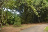 152 Botanischer Garten Peradeniya &ndash; &copy; Maria Schneider (Eberhardt TRAVEL)