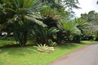 153 Botanischer Garten Peradeniya &ndash; &copy; Maria Schneider (Eberhardt TRAVEL)