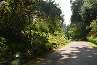 154 Botanischer Garten Peradeniya &ndash; &copy; Maria Schneider (Eberhardt TRAVEL)