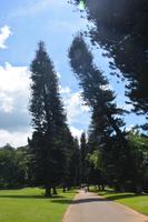 155 Botanischer Garten Peradeniya &ndash; &copy; Maria Schneider (Eberhardt TRAVEL)