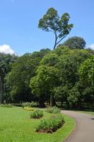 156 Botanischer Garten Peradeniya &ndash; &copy; Maria Schneider (Eberhardt TRAVEL)