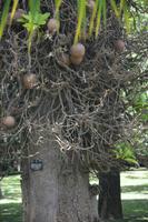 158 Botanischer Garten Peradeniya &ndash; &copy; Maria Schneider (Eberhardt TRAVEL)