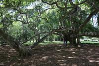 159 Botanischer Garten Peradeniya &ndash; &copy; Maria Schneider (Eberhardt TRAVEL)