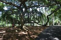 161 Botanischer Garten Peradeniya &ndash; &copy; Maria Schneider (Eberhardt TRAVEL)