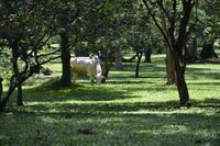 165 Botanischer Garten Peradeniya &ndash; &copy; Maria Schneider (Eberhardt TRAVEL)