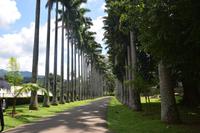 166 Botanischer Garten Peradeniya &ndash; &copy; Maria Schneider (Eberhardt TRAVEL)