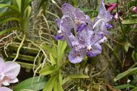 170 Botanischer Garten Peradeniya &ndash; &copy; Maria Schneider (Eberhardt TRAVEL)