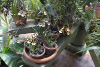 172 Botanischer Garten Peradeniya &ndash; &copy; Maria Schneider (Eberhardt TRAVEL)