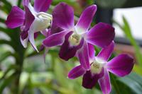 173 Botanischer Garten Peradeniya &ndash; &copy; Maria Schneider (Eberhardt TRAVEL)