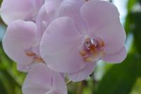 174 Botanischer Garten Peradeniya &ndash; &copy; Maria Schneider (Eberhardt TRAVEL)